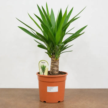 Yucca 19cm Pot – Easy Care Large Indoor Houseplant Plants By Post