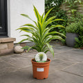 Dracaena Lemon Lime Dragon Tree 17cm Pot – Easy Care Indoor Houseplant Plants By Post
