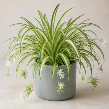 Chlorophytum Spider Plant 12cm - Air Purifying Plant Plants By Post