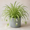 Matt Grey Ceramic Pot