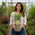 3L Acer Green Leaf in Pot Outdoor Tree for Patio & Garden