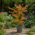3L Acer Orange Leaf in Pot Outdoor Tree for Patio & Garden