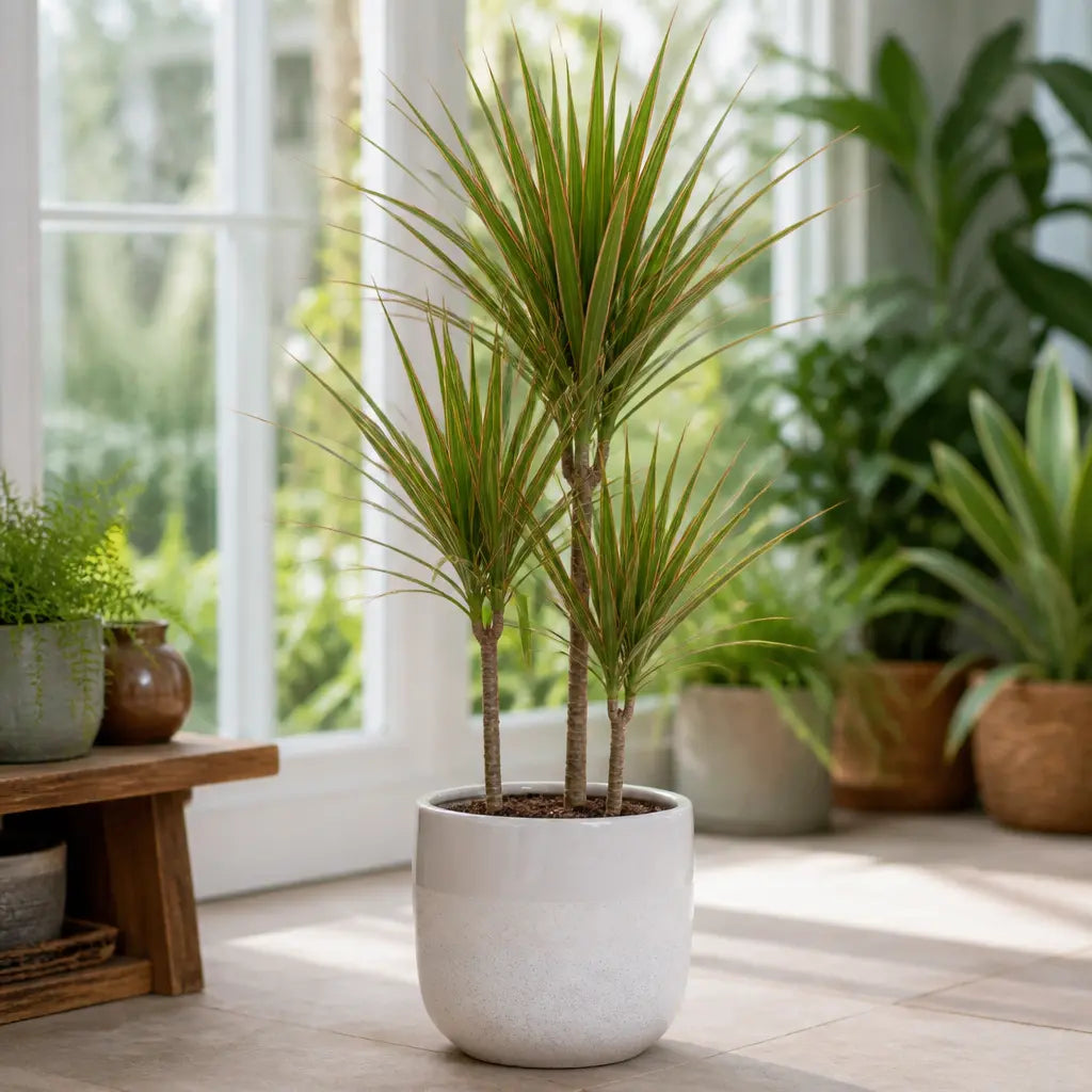 Dracaena Marginata 3 Stem Dragon Tree – Elegant Architectural Tropical Indoor Houseplant Plants By Post