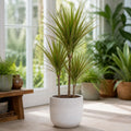 Dracaena Marginata 3 Stem Dragon Tree – Elegant Architectural Tropical Indoor Houseplant Plants By Post