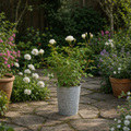 3L White Patio Rose in Decorative Pot Outdoor & Garden Plant