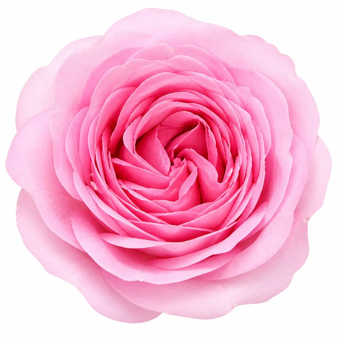 3L Mum In A Million Pink Rose Bush - Beautiful Flowering Plant Gift Plants By Post