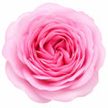 3L Mum In A Million Pink Rose Bush - Beautiful Flowering Plant Gift Plants By Post