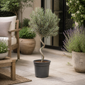 5L Spiral Olive Tree 100/110cm Tall Evergreen Mediterranean Tree