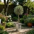 5L Spiral Olive Tree 100/110cm Tall Evergreen Mediterranean Tree