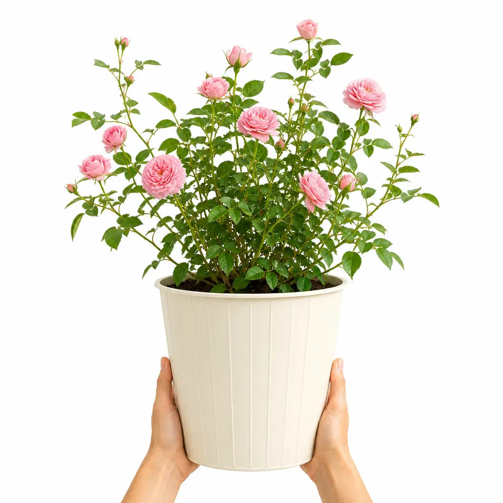 5L Rose Happy Retirement Pink Rose Bush - Beautiful Flowering Garden Plant Plants By Post