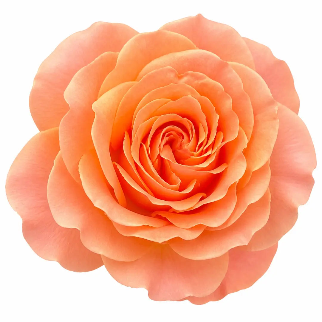 3L Happy Birthday Peach Rose Bush - Beautiful Flowering Plant Gift Plants By Post