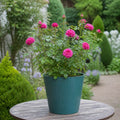 5L Rose Let's Celebrate Dark Pink Rose Bush | Beautiful Flowering Garden Plant Plants By Post
