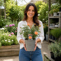 3L Happy Birthday Peach Rose Bush - Beautiful Flowering Plant Gift Plants By Post