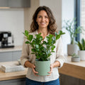Clusia Autograph Tree 2L – Glossy Green Indoor Houseplant Plants By Post