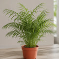 Chamaedorea Elegans Parlour Palm 2L – Elegant Tropical Indoor Houseplant Plants By Post
