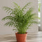 Nursery Pot