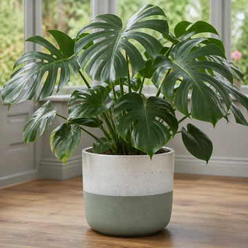 Monstera Deliciosa Cheese Plant 5L – Tropical Indoor Houseplant Plants By Post