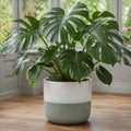 Monstera Deliciosa Cheese Plant 5L – Tropical Indoor Houseplant Plants By Post