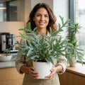 Phlebodium Blue Star Fern – Elegant Blue-Green Foliage Indoor Houseplant Plants By Post