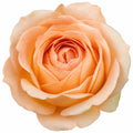 5L Rose Many Happy Returns Peach Rose Bush - Beautiful Flowering Garden Plant Plants By Post
