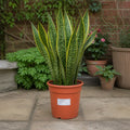 Sansevieria Superba Snake Plant 21cm Pot – Large Indoor Houseplant Plants By Post
