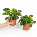 Maranta Leuconeura Prayer Plant 12cm - Beautiful Tricolour Indoor Foliage