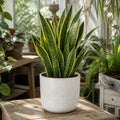 Sansevieria Superba Snake Plant 5L – Variegated Indoor Houseplant Plants By Post