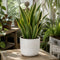 White Stoneware Pot