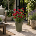 3L Red Patio Rose in Decorative Pot Outdoor Garden & Patio Plant Plants By Post