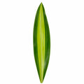 Dracaena Lemon Lime Dragon Tree 17cm Pot – Easy Care Indoor Houseplant Plants By Post