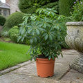 Schefflera Green Umbrella Plant 19cm Pot – Easy Care Large Indoor Houseplant Plants By Post