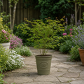 3L Acer Green Leaf in Pot Outdoor Tree for Patio & Garden