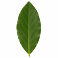 5L Standard Bay Tree Outdoor and Indoor Patio Tree in Pot