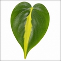 Philodendron Scandens Heartleaf Philodendron in 12cm Nursery Pot Plants By Post