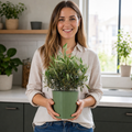 3L Bush Olive Indoor & Outdoor Evergreen