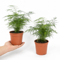 Asparagus Setaceus Lace Fern 12cm Pot Plants By Post