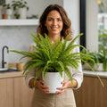 Nephrolepis Boston Fern – Lush Feathery Green Indoor Houseplant The Rose Press Garden