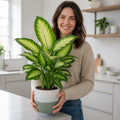 Dieffenbachia Camilla Dumb Cane – Elegant Cream and Green Variegated Indoor Houseplant Plants By Post