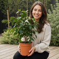 Ficus Danielle Weeping Fig 21cm Pot – Large Indoor Houseplant Plants By Post