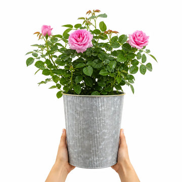 3L Mum In A Million Pink Rose Bush - Beautiful Flowering Plant Gift Plants By Post