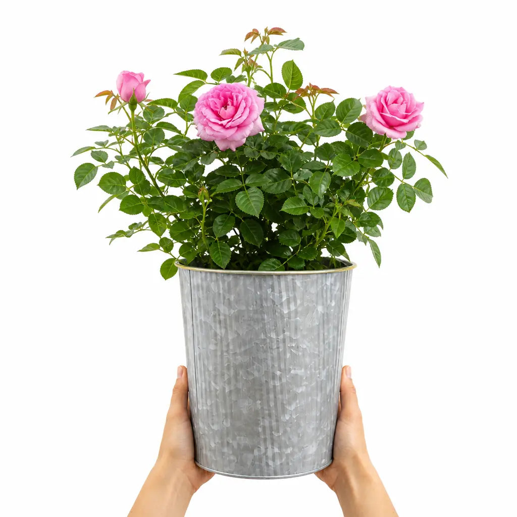 3L Mum In A Million Pink Rose Bush - Beautiful Flowering Plant Gift Plants By Post