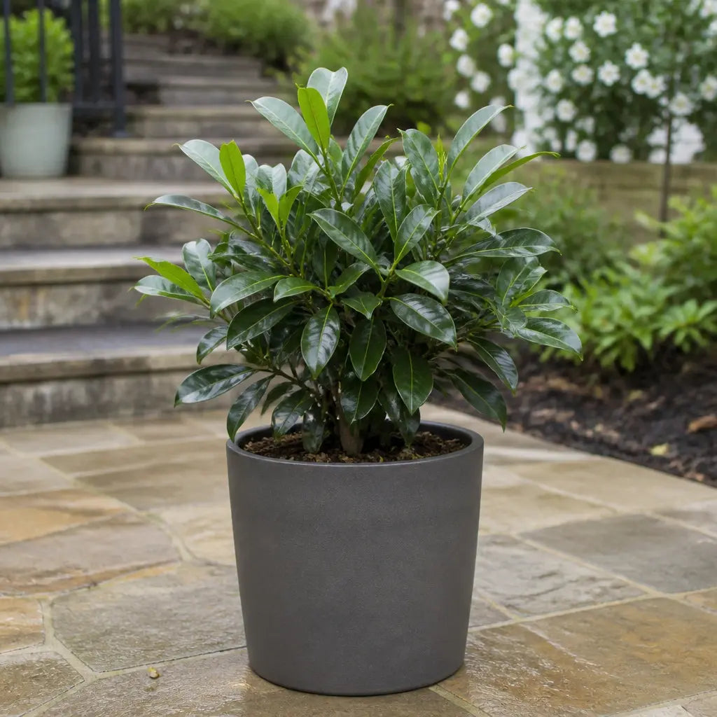 Ficus Moclame Indian Laurel Fig 21cm Pot – Large Indoor Houseplant Plants By Post