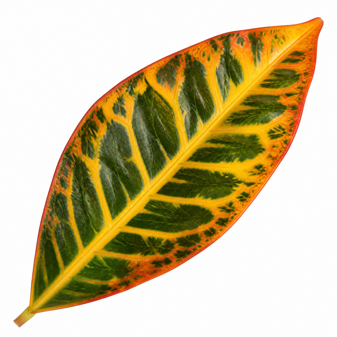 Croton Petra Josephs Coat 12cm Pot Plants By Post