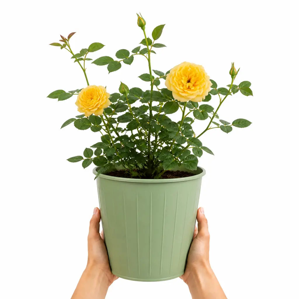3L Golden Wedding Yellow Rose Bush - Beautiful Flowering Plant Gift Plants By Post