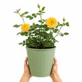 3L Golden Wedding Yellow Rose Bush - Beautiful Flowering Plant Gift Plants By Post