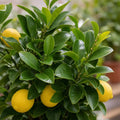 5L Meyer Lemon Tree 80/90cm Indoor & Outdoor Citrus Tree in Pot Plants By Post