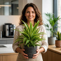 Dracaena Lemon Lime Dragon Tree – Vibrant Variegated Green and Yellow Indoor Houseplant Plants By Post