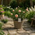5L Rose Many Happy Returns Peach Rose Bush - Beautiful Flowering Garden Plant Plants By Post