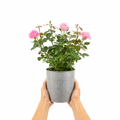 3L Pink Patio Rose Outdoor Garden Rose in Decorative Pot
