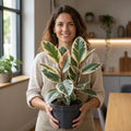 Ficus Tineke Rubber Plant 5L – Variegated Indoor Houseplant Plants By Post